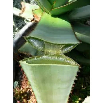 Perfect Aloe Vera Plants